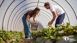 Молодая семья из Южноуральска построила «вкусный» бизнес на 20 тысячах кустов клубники