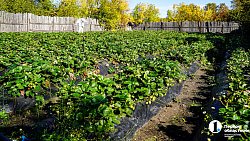 Молодая семья из Южноуральска построила «вкусный» бизнес на 20 тысячах кустов клубники