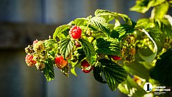 Молодая семья из Южноуральска построила «вкусный» бизнес на 20 тысячах кустов клубники