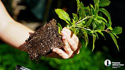 Молодая семья из Южноуральска построила «вкусный» бизнес на 20 тысячах кустов клубники