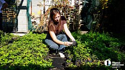 Молодая семья из Южноуральска построила «вкусный» бизнес на 20 тысячах кустов клубники