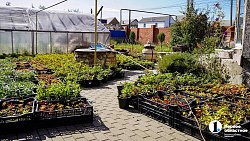 Молодая семья из Южноуральска построила «вкусный» бизнес на 20 тысячах кустов клубники