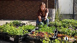 Молодая семья из Южноуральска построила «вкусный» бизнес на 20 тысячах кустов клубники