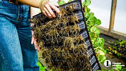 Молодая семья из Южноуральска построила «вкусный» бизнес на 20 тысячах кустов клубники