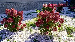 Молодая семья из Южноуральска построила «вкусный» бизнес на 20 тысячах кустов клубники