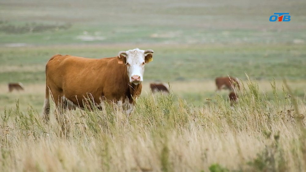 Агробизнес будущего: как «Варшавское» осваивает лен и растит герефордов