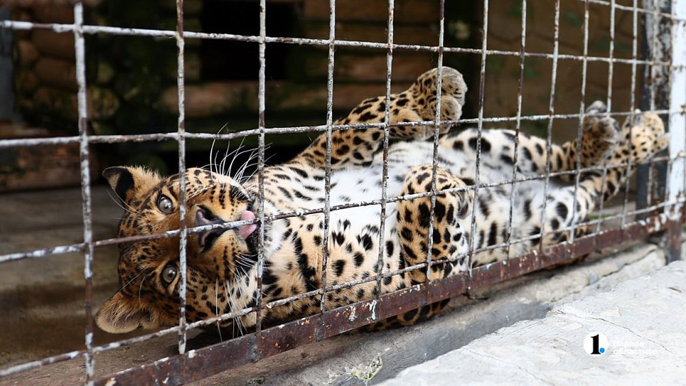 С 1 октября челябинский зоопарк будет закрываться на 2 часа раньше