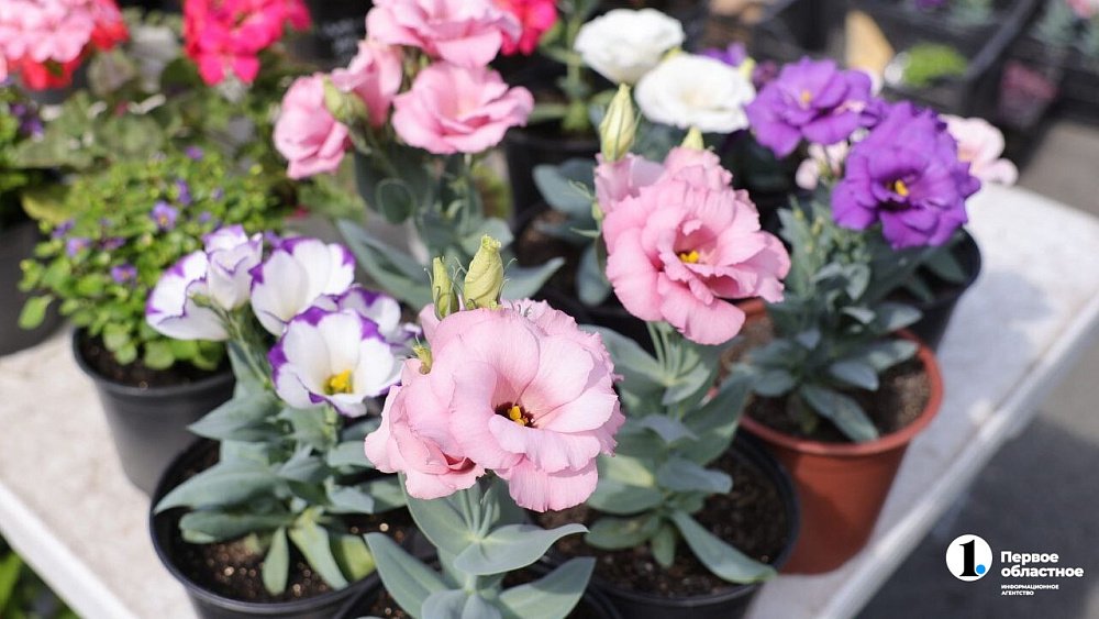 В Челябинске можно нанять помощника по растениям и реставратора старых фото