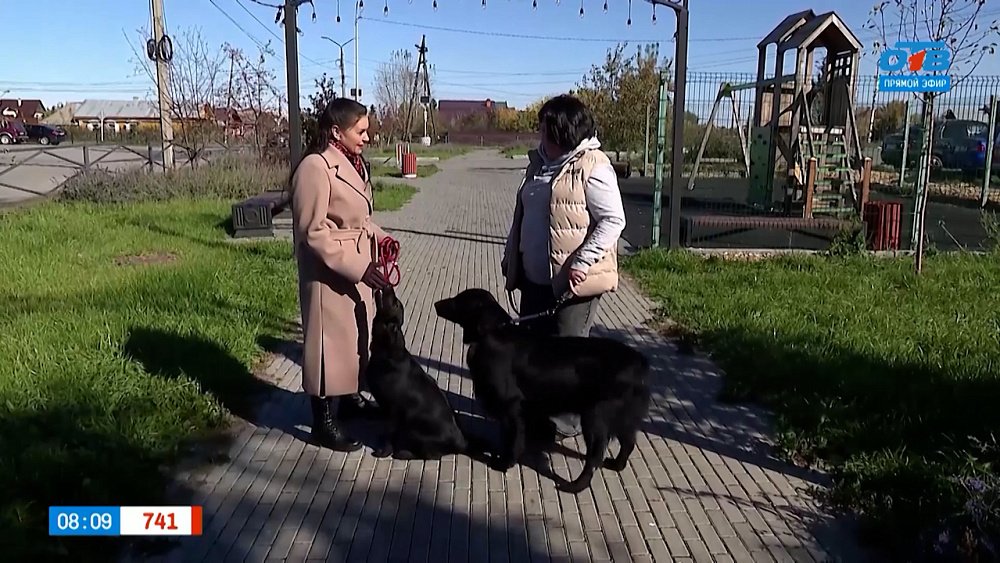 Прямошерстный ретривер в рубрике «Усы, лапы и хвост»