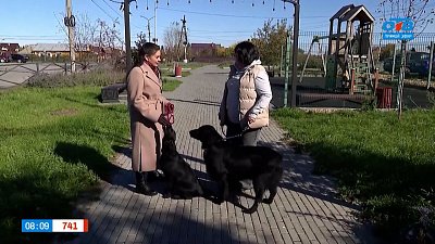 Прямошерстный ретривер в рубрике «Усы, лапы и хвост»