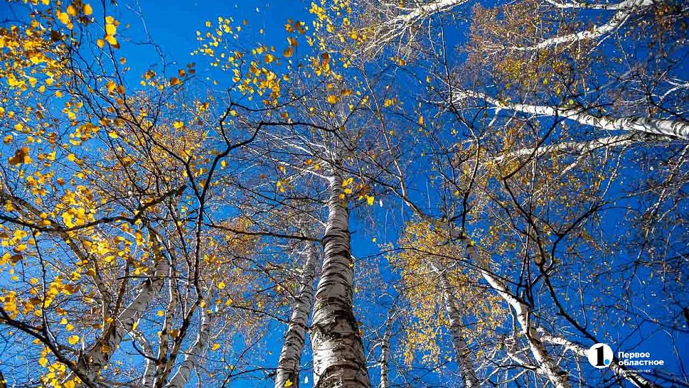 Ветрено будет в Челябинской области 2 октября
