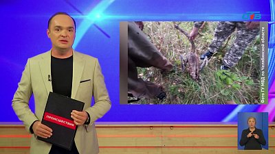 В Нязепетровском районе браконьеры убили и съели двух лебедей