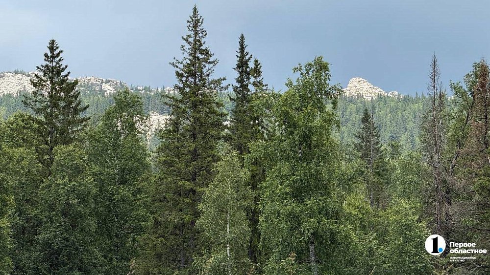 Жук-короед атаковал почти 800 гектаров леса под Миассом