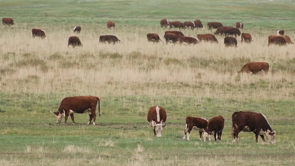 В Челябинской области семейная ферма разводит несколько тысяч коров