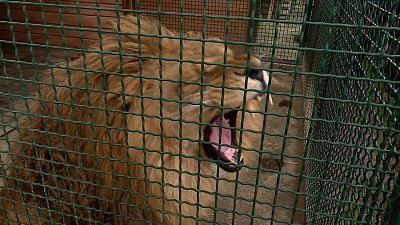 В Челябинске школьники помогли приюту для диких животных