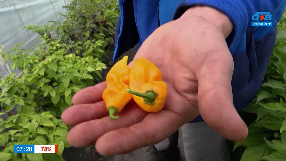 По-настоящему горячие и острые перцы в рубрике «Руки садовода»