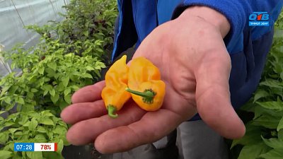 По-настоящему горячие и острые перцы в рубрике «Руки садовода»