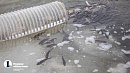 Рыбоводам Челябинской области выплатят субсидии на покупку мальков