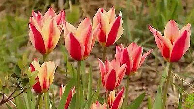 Как правильно выбрать луковичные растения?