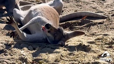 В Челябинском зоопарке преподают курсы отдыха от родительства