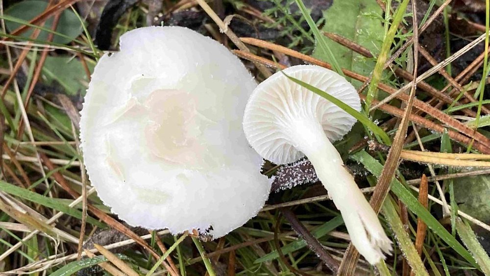 На Таганае обнаружили редкий белоснежный гриб