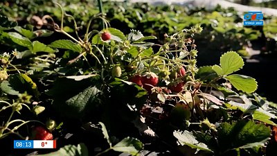 Ягодный фермер в рубрике «Мой бизнес: готовый продукт»