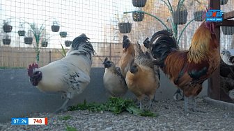 30 видов кур и не только в сюжете «Птичий хутор»