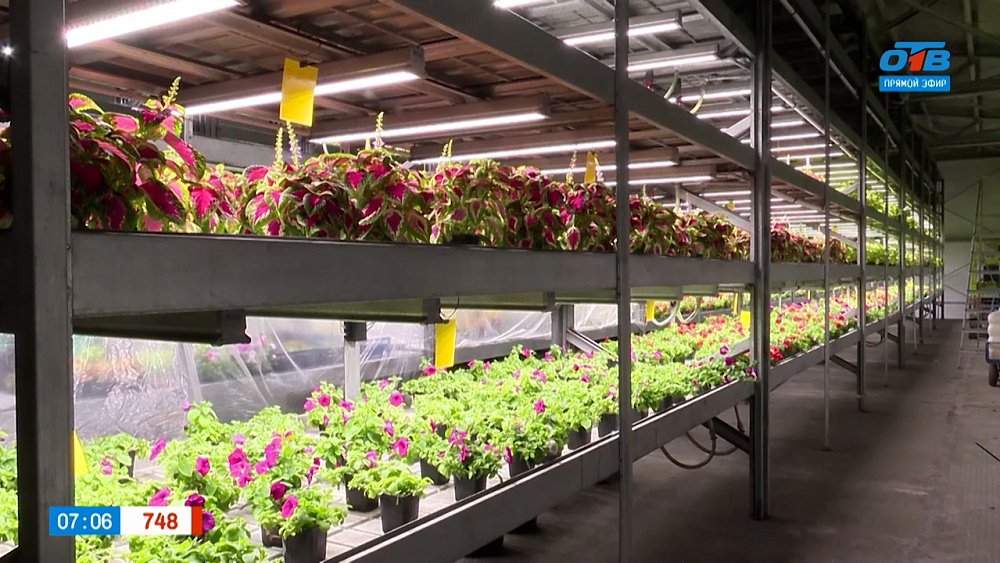 Цветочный оазис в сюжете «Городские теплицы»