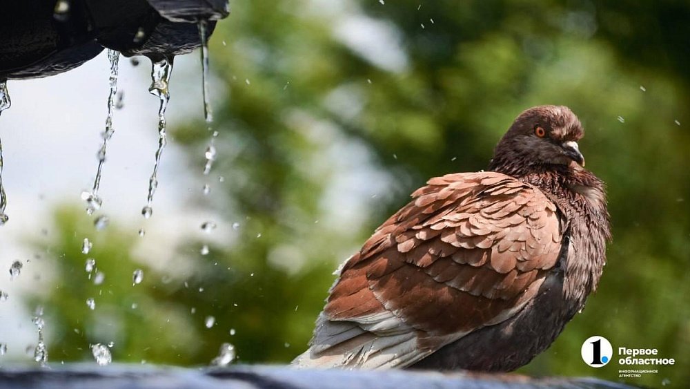 Челябинские птицы для зимовки выбирают морские курорты