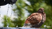 Челябинские птицы для зимовки выбирают морские курорты