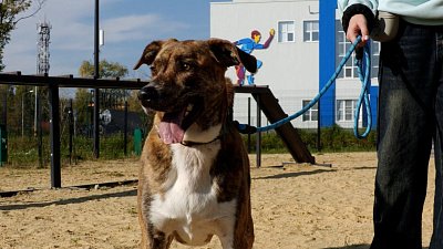 В Копейске открылась первая площадка для выгула питомцев