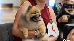 «Пушистый» кастинг на роль в «Доходном месте» прошел в Челябинском драмтеатре