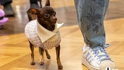 «Пушистый» кастинг на роль в «Доходном месте» прошел в Челябинском драмтеатре