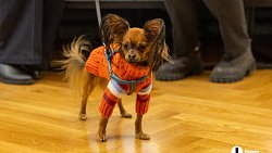 «Пушистый» кастинг на роль в «Доходном месте» прошел в Челябинском драмтеатре