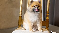 «Пушистый» кастинг на роль в «Доходном месте» прошел в Челябинском драмтеатре