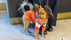 «Пушистый» кастинг на роль в «Доходном месте» прошел в Челябинском драмтеатре