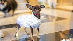 «Пушистый» кастинг на роль в «Доходном месте» прошел в Челябинском драмтеатре