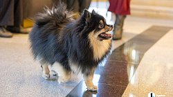 «Пушистый» кастинг на роль в «Доходном месте» прошел в Челябинском драмтеатре