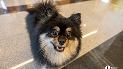 «Пушистый» кастинг на роль в «Доходном месте» прошел в Челябинском драмтеатре