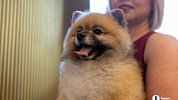 «Пушистый» кастинг на роль в «Доходном месте» прошел в Челябинском драмтеатре