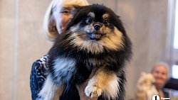 «Пушистый» кастинг на роль в «Доходном месте» прошел в Челябинском драмтеатре