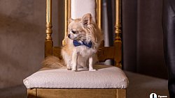 «Пушистый» кастинг на роль в «Доходном месте» прошел в Челябинском драмтеатре