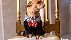 «Пушистый» кастинг на роль в «Доходном месте» прошел в Челябинском драмтеатре