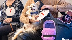 «Пушистый» кастинг на роль в «Доходном месте» прошел в Челябинском драмтеатре