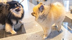 «Пушистый» кастинг на роль в «Доходном месте» прошел в Челябинском драмтеатре