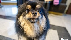 «Пушистый» кастинг на роль в «Доходном месте» прошел в Челябинском драмтеатре