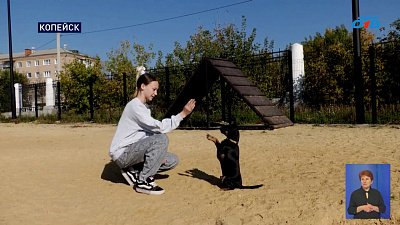 В Копейске появилась площадка для выгула собак
