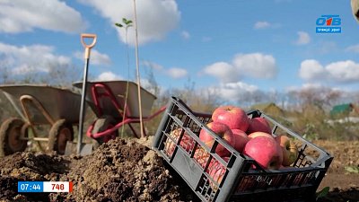 Секреты посадки яблони осенью в рубрике «Руки садовода»