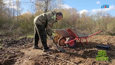 Как правильно посадить яблоню