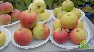 Яблоки, которые могут храниться всю зиму